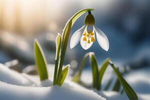 AI generated Spring snowdrop flowers with water drops in spring forest photo