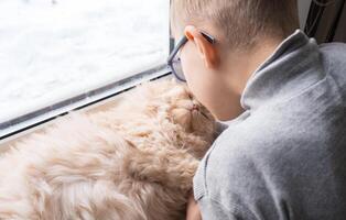 A child, a boy plays with his favorite fluffy red cat by the window. A child strokes a cat. Attachment between children and pets. The funny life of cats at home photo