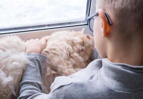 A child, a boy plays with his favorite fluffy red cat by the window. A child strokes a cat. Attachment between children and pets. The funny life of cats at home photo