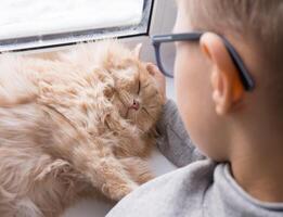 A child, a boy plays with his favorite fluffy red cat by the window. A child strokes a cat. Attachment between children and pets. The funny life of cats at home photo