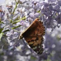 Butterfly rash on lilac colors. Butterfly urticaria. photo