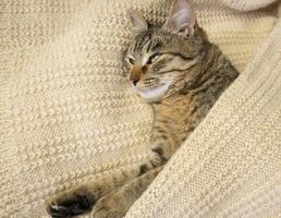 Close-up portrait of a domestic gray cat on a knitted sweater. The cat sleeps in a warm cozy knitted scarf photo