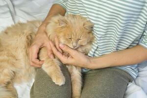 A ginger cat lies in the arms of a woman. The fluffy pet settled down comfortably to sleep or play. Morning at home. photo