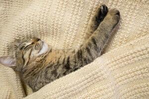 Close-up portrait of a domestic gray cat on a knitted sweater. The cat sleeps in a warm cozy knitted scarf photo