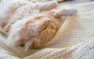 de cerca de un gracioso jengibre gato dormido en un de punto suéter a hogar. foto