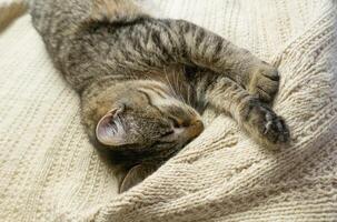 Portrait of a sleeping gray domestic cat on a knitted sweater. The cat lazily dozes photo