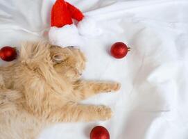 Close-up of a red fluffy cat in a Santa Claus hat sleeps in a white bed with red Christmas balls photo