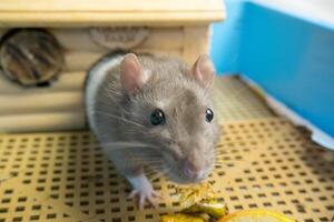 Funny curious white and gray rat peeking out of its cage photo