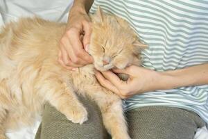 A ginger cat lies in the arms of a woman. The fluffy pet settled down comfortably to sleep or play. Morning at home. photo