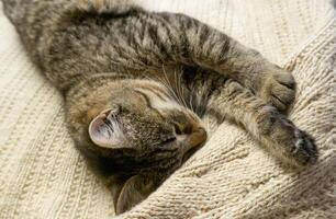 retrato de un dormido gris Doméstico gato en un de punto suéter. el gato perezosamente dormita foto