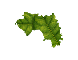 Guinea map made of green leaves ecology concept png