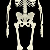 radiografía visión de el humano cuerpo y huesos. foto