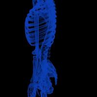 X-ray Vision,of the Human Body and Bones. photo