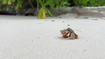 Close up of a solitary hermit crab crawling on a sandy beach with tropical vegetation in the background, depicting wildlife and nature travel themes video