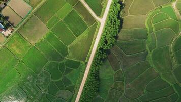 Aerial Patchwork Rice Fields Rural Road video
