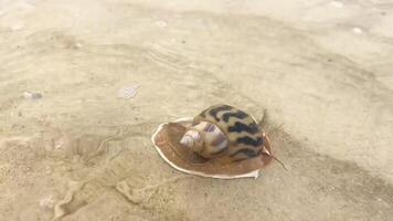 vicino su di un' colorato conchiglia con un' lumaca dentro strisciando su il bagnato sabbioso spiaggia, in mostra marino vita e naturale mare bellezza video