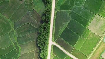 sostenibile agricoltura aereo, verde patchwork i campi video