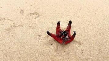 Vibrant red starfish on sandy beach, concept of marine life and natural ocean beauty, suitable for environmental documentaries and educational projects, Earth day video