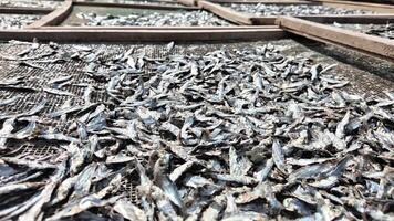 Dom seco pequeño pescado en malla bastidores en Vietnam video