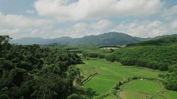 aéreo majestade, verdejante arroz Campos panorama video