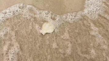 Serene beach waves gently lapping over golden sand, ideal for summer holiday themed projects and relaxation content video