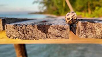 Hermit Crab Journey at Sunset Beach video