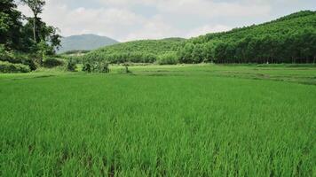 grönskande ris paddies med skog kullar video