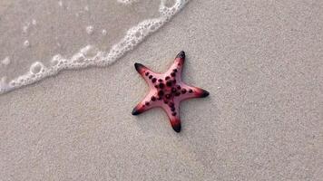 vibrante estrelas do mar em arenoso litoral cena video