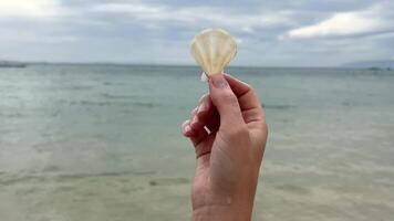 vicino su di un' mano Tenere un' delicato mare conchiglia contro un' calma oceano sfondo, simboleggiante estate vacanze e spiaggia esplorazione video