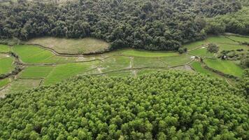 sustentável agricultura, verdejante arroz terraços aéreo video