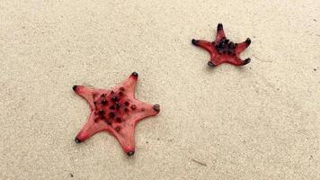 dois vibrante vermelho estrelas do mar em arenoso praia, simbolizando marinho vida e natural beleza, ideal para de Meio Ambiente ou viagem temático projetos video