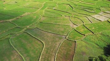 verde arroz terraços com arroz aéreo estampado cenário video