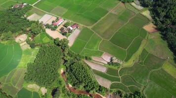 Verdant Rice Paddies Aerial Agricultural Panorama video