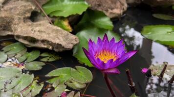 Serene Purple Water Lotos Blooming Tranquility video