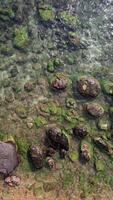 Serene Stream with Algae Covered Stones Texture video