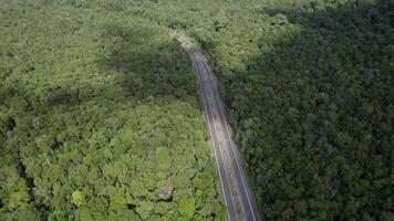 aéreo devanado la carretera en lozano bosque video