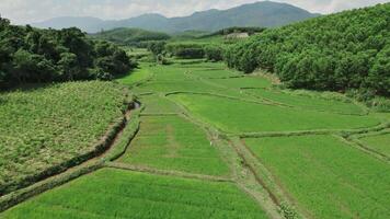 Sustainable Green Rice Paddies Aerial View video