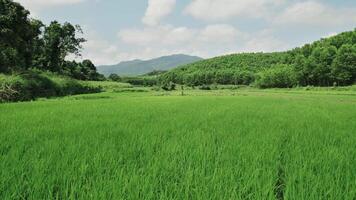 serein vert paddy des champs avec montagnes video