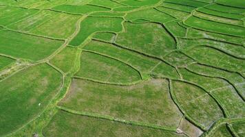 Verdant Aerial Rice Terraces Patterns video