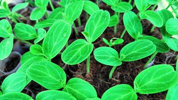 Organic Cucumber Seedlings in Fertile Soil video