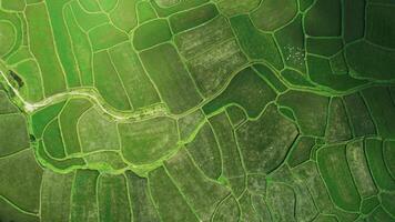 Lush Aerial Green Rice Terraces Patterns video