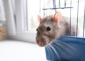 The domestic rat dumbo, white, has leaned out of the open cage and looks. photo