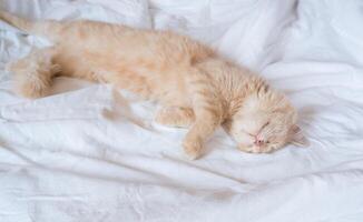 Ginger cat sleeps on a white blanket, cozy home and vacation concept, cute ginger or ginger kitten. photo