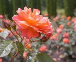 Delicate peach roses in the garden. Orange rose in the garden. Garden concept. photo