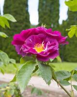 Purple rose flower. Close-up. Purple rose petals. Green leaves. Dense greenery in the background photo