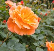 Orange rose flowers blooming side by side photo