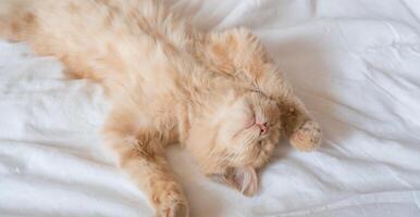 Ginger cat sleeps on his back on a soft white blanket, cozy home and vacation concept, cute red or ginger kitten. photo