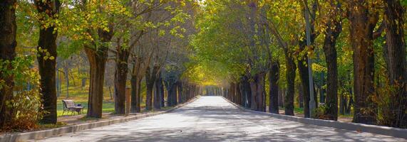 hermosa romántico callejón en el parque con amarillo verde otoño arboles y luz de sol. otoño naturaleza antecedentes foto