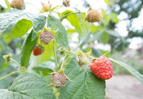 Red and green raspberries and green leaves in the garden, close-up. branch of ripe raspberries in the garden. Red sweet berries grow on a raspberry bush in an orchard. photo