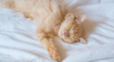 Ginger cat sleeps on a white blanket, cozy home and vacation concept, cute ginger or ginger kitten. photo